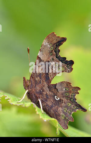 Comma butterfly (Polygonia c-album) at rest with wings closed on Hazel leaf showing comma shaped pheromone gland, Hertfordshire, UK, September Stock Photo