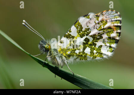 Orange tip butterfly (Anthocaris cardamines) female roosting on grass stem, Hertfordshire, England, UK, April Stock Photo