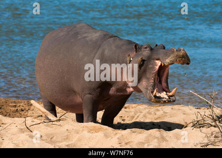 Hippopotamus (Hippopotamus amphibius) yawning, Kruger National Park, Mpumalanga, South Africa Stock Photo