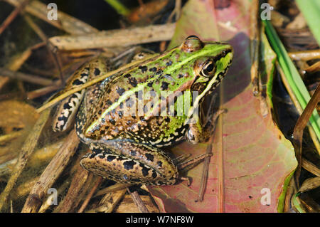 Marsh frog (Rana ridibunda) at rest, Bexington, Dorset, England, UK, May Stock Photo