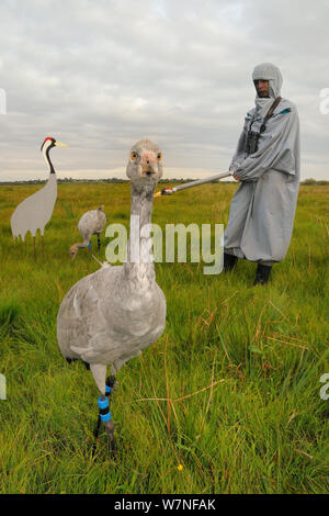 Two recently released young Common / Eurasian cranes (Grus grus), one standing and one feeding on grain scattered near an adult crane model, alongside a carer wearing a crane costume acting as a surrogate parent, Somerset Levels, England, UK, September 2012 Stock Photo