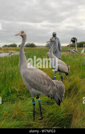 Group of young Common / Eurasian cranes (Grus grus) standing, drinking and feeding alongside a carer dressed in a crane costume acting as a surrogate parent, within a fox-proof initial release enclosure, Somerset Levels, England, UK, September 2012 Stock Photo