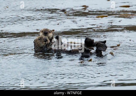 Northern Pacific Sea otter (Enhydra lutris) with a youngster held close, Gulf of Alaska near Sitka, USA Stock Photo