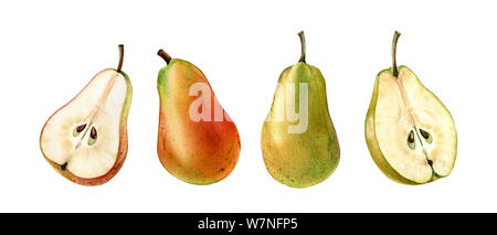 pink green pear fruits whole half slice realistic botanical watercolor illustration juicy isolated clipart hand drawn, fresh tropical food exotic Stock Photo