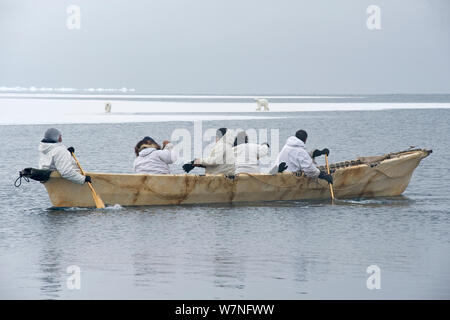 Inupiaq subsistence whalers in their umiak - bearded seal skin boat - watch a polar bear (Ursus maritimus) sow and cub travel along the edge of the open lead in the pack ice, during spring whaling season. Chukchi Sea, offshore from Barrow, Arctic coast of Alaska, April 2012. Stock Photo