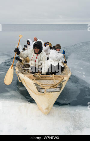 Inupiaq subsistence whalers bring their umiak - bearded seal skin boat - back onto the edge of an open lead in the pack ice, during spring whaling season. Chukchi Sea, offshore from Barrow, Arctic coast of Alaska, April 2012. Stock Photo