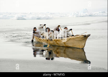 Inupiaq subsistence whalers paddle their umiak, or bearded seal skin boat, to find passing bowhead whales traveling through the open lead, during spring whaling season. Chukchi Sea, offshore from Barrow, Arctic coast of Alaska, April 2012. Stock Photo