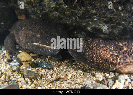 Japanese giant salamanders (Andrias japonicus) males in a burrow at the ...