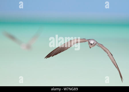 Blue-grey noddy (Procelsterna cerulea) in flight. Christmas Island, July Stock Photo