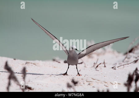 Blue-grey noddy (Procelsterna cerulea) with wings outstretched. Christmas Island, July Stock Photo