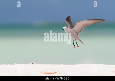 Blue-grey noddy (Procelsterna cerulea) in flight just above ground, Christmas Island, July Stock Photo