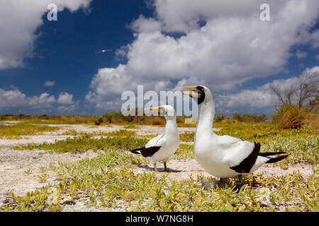 Masked booby (Sula dactylatra) pair on beach, one calling, Christmas Island, Indian Ocean, July Stock Photo
