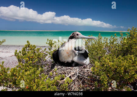 Lesser frigatebird (Fregata ariel) female sheltering chick from harsh sunlight, shading with wing, in nest on top of shrub near beach, Christmas Island, Indian Ocean, July Stock Photo