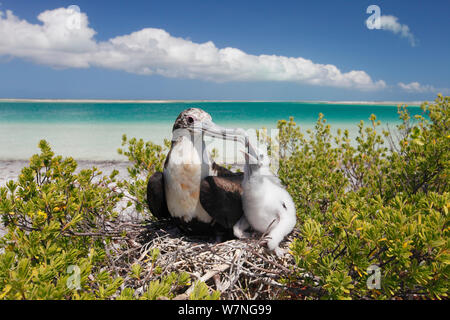 Lesser frigatebird (Fregata ariel) female and chick at nest on top of shrub near beach, chick begging for food, Christmas Island, Indian Ocean, July Stock Photo