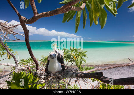 Red footed booby (Sula sula) brooding egg on nest in tree by beach, Christmas Island, Indian Ocean, July Stock Photo