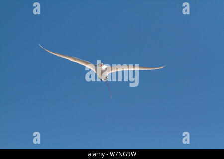 Red tailed tropicbird (Phaethon rubicauda) in flight, Christmas Island, Indian Ocean, July Stock Photo