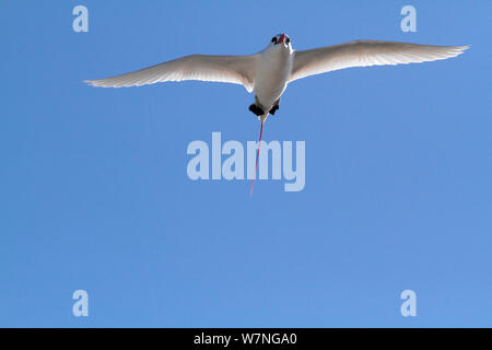 Red tailed tropicbird (Phaethon rubicauda) in flight, Christmas Island, Indian Ocean, July Stock Photo