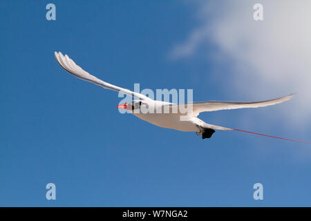 Red tailed tropicbird (Phaethon rubicauda) in flight, Christmas Island, Indian Ocean, July Stock Photo