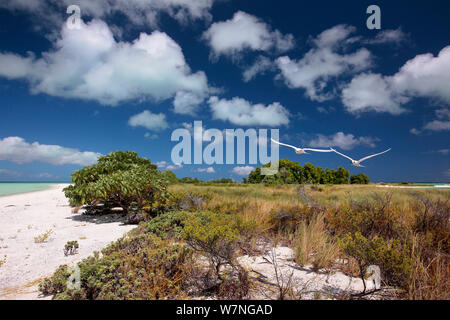 White terns (Gygis alba) pair flying over shoreline of Christmas Island, Indian Ocean, July Stock Photo
