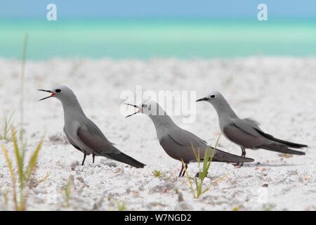 Blue-grey noddies (Procelsterna cerulea) calling, Christmas Island, July Stock Photo