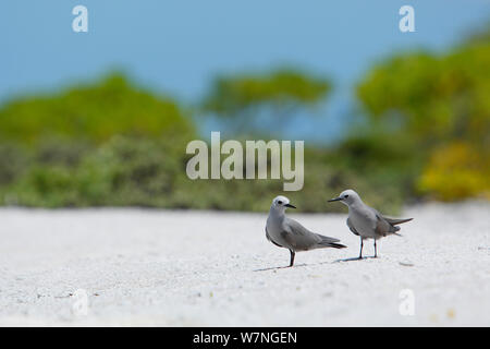 Blue-grey noddy (Procelsterna cerulea) pair, Christmas Island, July Stock Photo