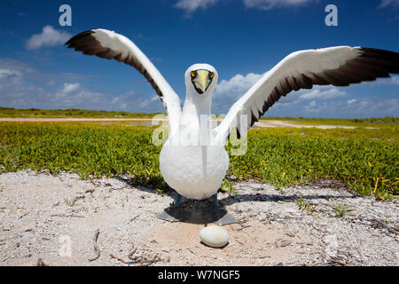 Masked booby (Sula dactylatra) returning to brood solitary egg on ground nest, Christmas Island, Indian Ocean, July Stock Photo