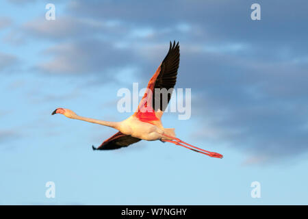 European flamingo (Phoenicopterus roseus) in flight, Camargue, France, April Stock Photo