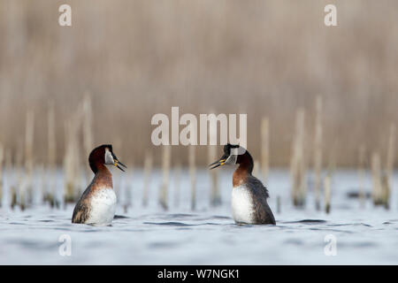 Red necked grebes (Podiceps grisegena)  performing their typical courtship dance, Danube area, Bulgaria, April Stock Photo