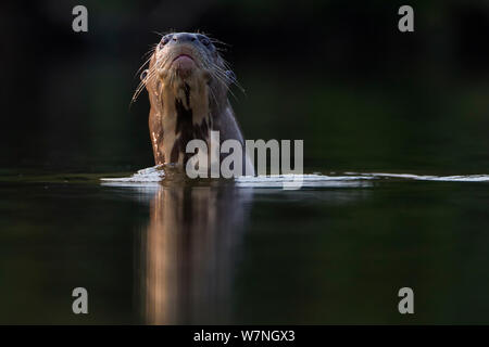 Giant otter (Pteronura brasiliensis) curious otter approaching and investigating the photographer, Pantanal, Barranco Alto, Brazil Stock Photo