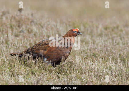 Red Grouse (Lagopus lagopus scoticus) male in spring. Deeside, Scotland, April. Stock Photo