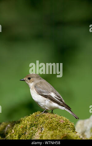 Pied Flycatcher (Muscicapa hypoleuca) female profile portrait, Gilfach Nature Reserve, Radnorshire Wildlife Trust, Powys, Wales, UK May Stock Photo