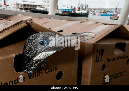 Cape Gannet (Morus capensis) juvenile being transported by boat in a cardbord box. To be released after hand rearing and rehabilitation at the Southern African Foundation for the Conservation of Coastal Birds (SANCCOB) at sea near Robben Island. Table Bay, Cape Town, South Africa. Vulnerable species. Third place in Mankind and Nature  portfolio category of Melvita Nature Images Awards  2012, organised by Terre Sauvage. Stock Photo