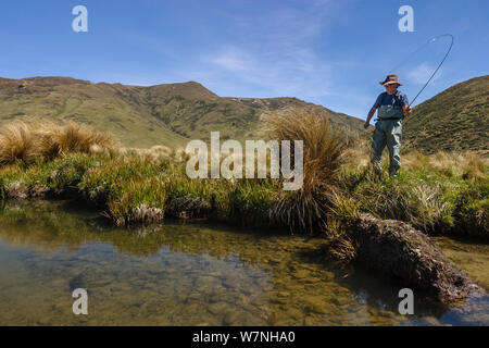 A fly fisherman 'playing' a large brown trout (Salmo trutta) on small spring fed creek, North Canterbury, South Island, New Zealand, December, 2003. Stock Photo