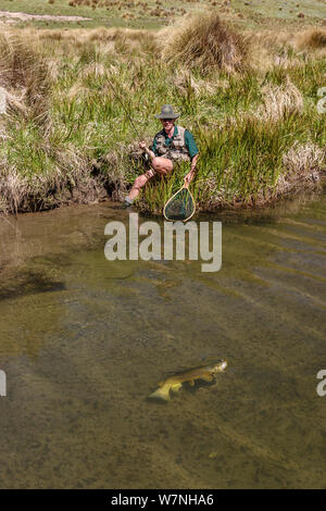 Fly fisherman (Michael Watson) 'playing' a large brown trout (Salmo trutta) on small spring fed creek, North Canterbury, South Island, New Zealand, December, 2003. Model Released. Stock Photo