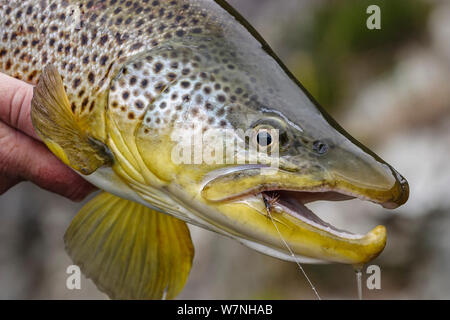 Brown trout (Salmo trutta) with artificial dry fly ( Parachute Adams) in corner of mouth. North Canterbury, South Island, New Zealand. January. Stock Photo
