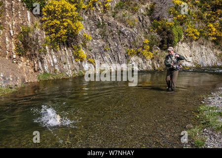 Fly fisherman (David Tasker) 'playing' a large brown trout (Salmo trutta) on a small stream, North Canterbury, South Island, New Zealand. October, 2005. Model released. Stock Photo