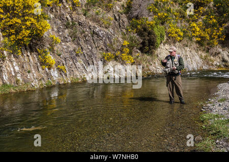 Fly fisherman (David Tasker) 'playing' a large brown trout (Salmo trutta) on a small stream, North Canterbury, South Island, New Zealand. October, 2005. Model released. Stock Photo