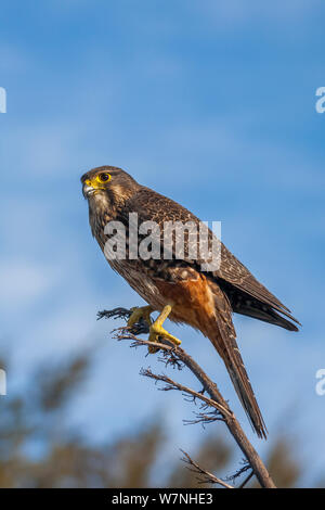 New Zealand Falcon (Falco novaeseelandiae), female perched on a flax flower stem. Oreti River, Mossburn, Southland, South Island, New Zealand. November. Stock Photo