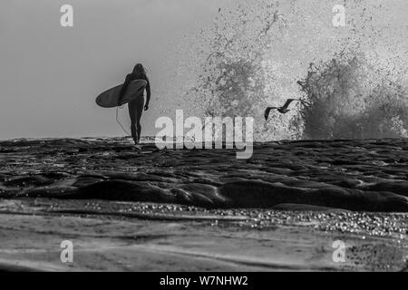 A silhouette of a surfer walking across rocks as a wave crashes against the rock in the distance and a seagull flys across the frame Stock Photo