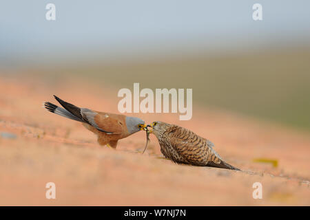 Lesser kestrel (Falco naumanni) male presents lizard to female, prior to mating, part of courtship, Spain, May Stock Photo
