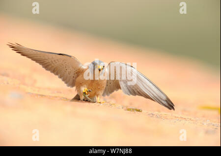 Lesser kestrel (Falco naumanni) male arrives with a lizard to give to female as pre-mating gift, part of courtship, Spain, May Stock Photo