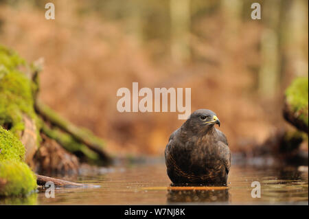 Common buzzard (Buteo buteo) in water in woodland, France, November Stock Photo