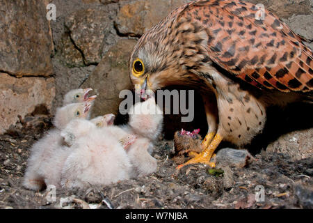 Kestrel (Falco tunninculus) female feeding young in nest, France, May Stock Photo