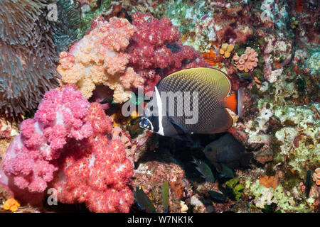 Redtail or Collared butterflyfish (Chaetodon collare) Andaman Sea, Thailand. Stock Photo