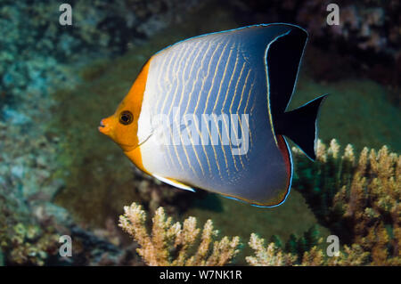 Red Sea orange face butterflyfish or Hooded butterflyfish (Chaetodon larvatus). Egypt, Red Sea. Stock Photo
