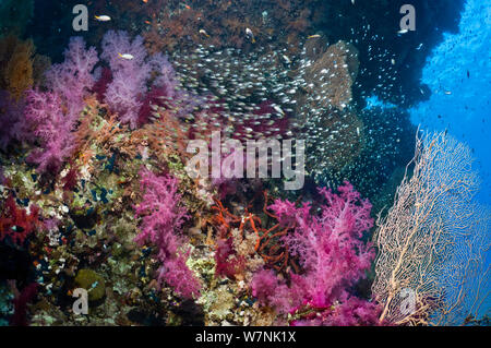 Coral reef scenery with soft corals (Dendronephthya sp) and Pygmy sweepers (Parapriacanthus guentheri). Egypt, Red Sea. Stock Photo