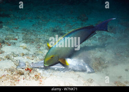 Yellowfin surgeonfish (Acanthurus xanthopterus) feeding on a dead surgeonfish. Many fish observed dead or dying on reefs in the Maldives, April 2012. Another episode of dying fish occured in 2007. Cause unknown. Maldives. Stock Photo