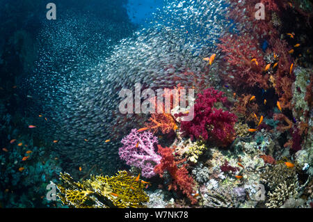 Coral reef scenery with soft corals (Dendronephthya sp) and dense shoal of Pygmy sweepers (Parapriacanthus guentheri). Egypt, Red Sea. Stock Photo
