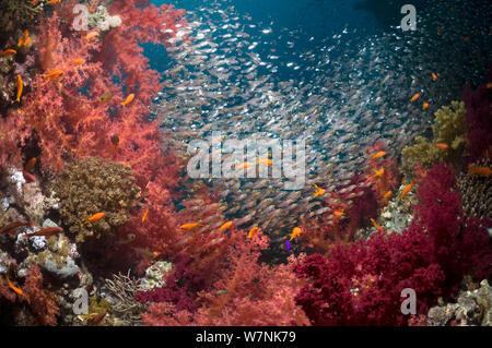 Coral reef scenery with soft corals (Dendronephthya sp) and dense shoal of Pygmy sweepers (Parapriacanthus guentheri). Egypt, Red Sea. Stock Photo