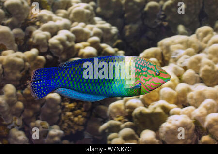 Checkerboard wrasse fish (Halichoeres hortulanus) Egypt, Red Sea Stock Photo